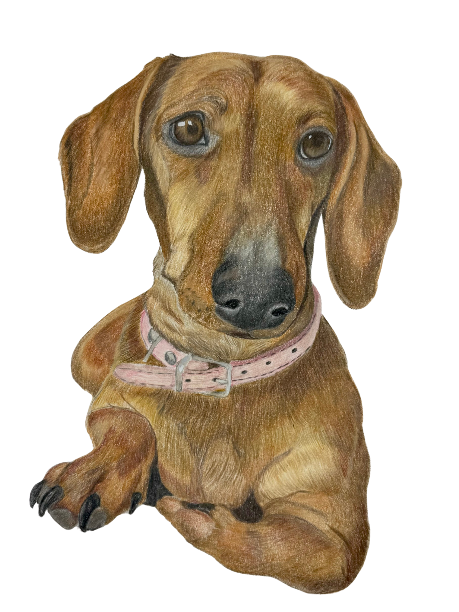 Retrato de Mascota Lápices de colores - 21x30 cm